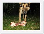 IMG_5384 * The dog stayed home and enjoyed his first cow femur.   El perro se quedo en casa y disfruto de su primer fémur de vaca. * 3264 x 2448 * (2.32MB)